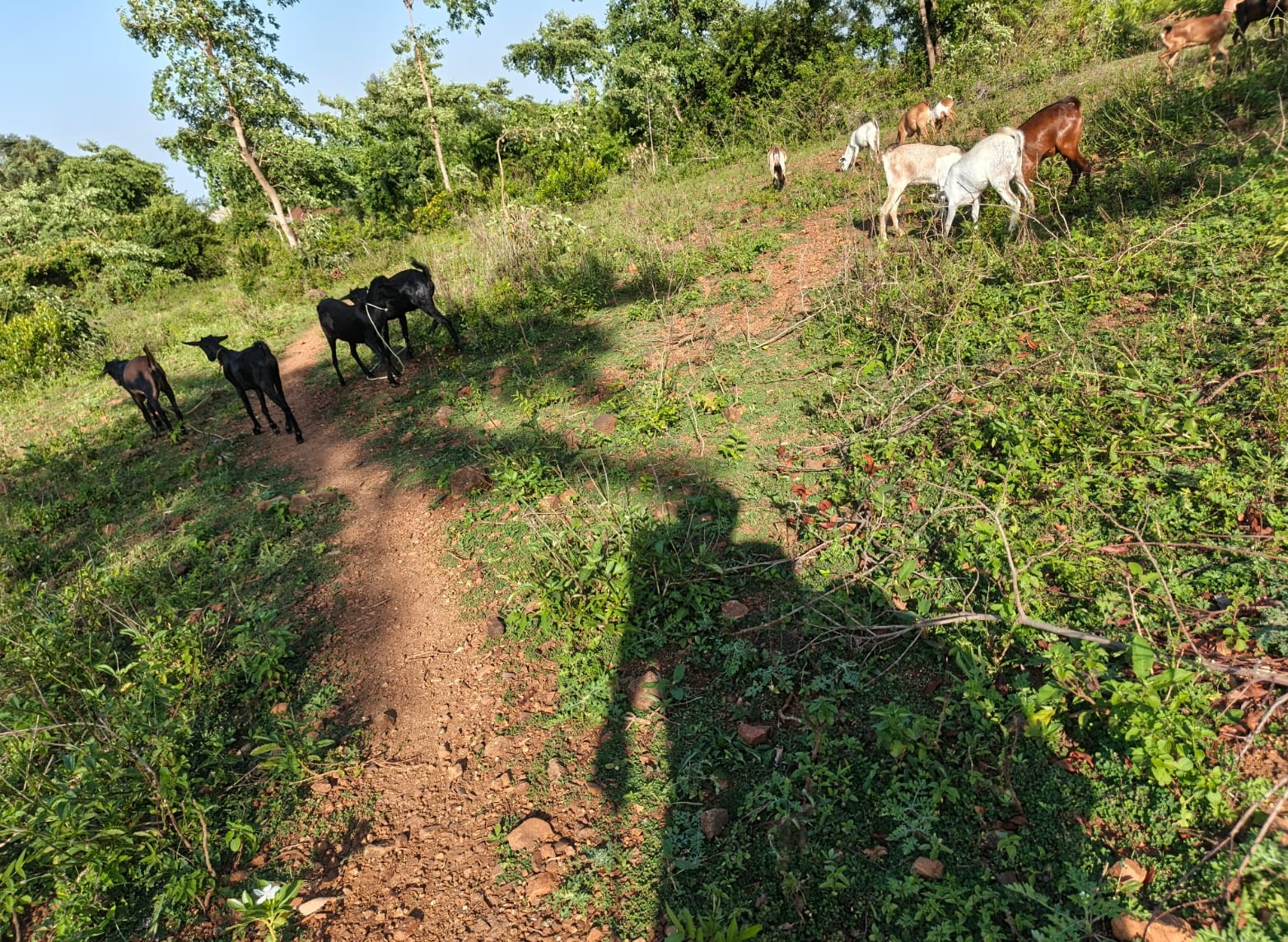 Goat herd grazing on sloped land in Homa Bay